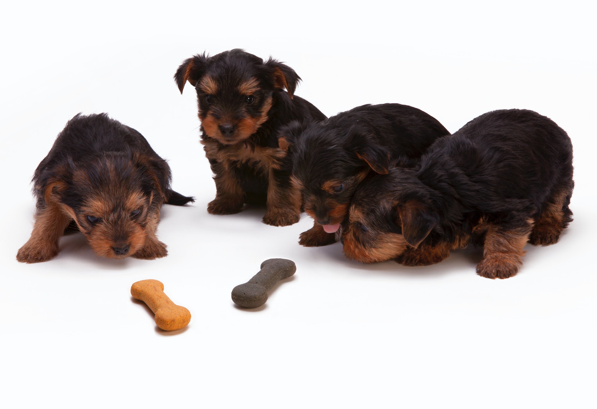 top Shopify pet food themes